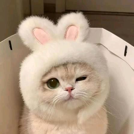 صورة الموضوع